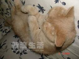 八卦陈咬的老鼠,揭秘老鼠背后的神秘传说